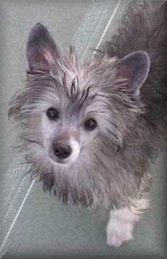 Caro's I Think I Can