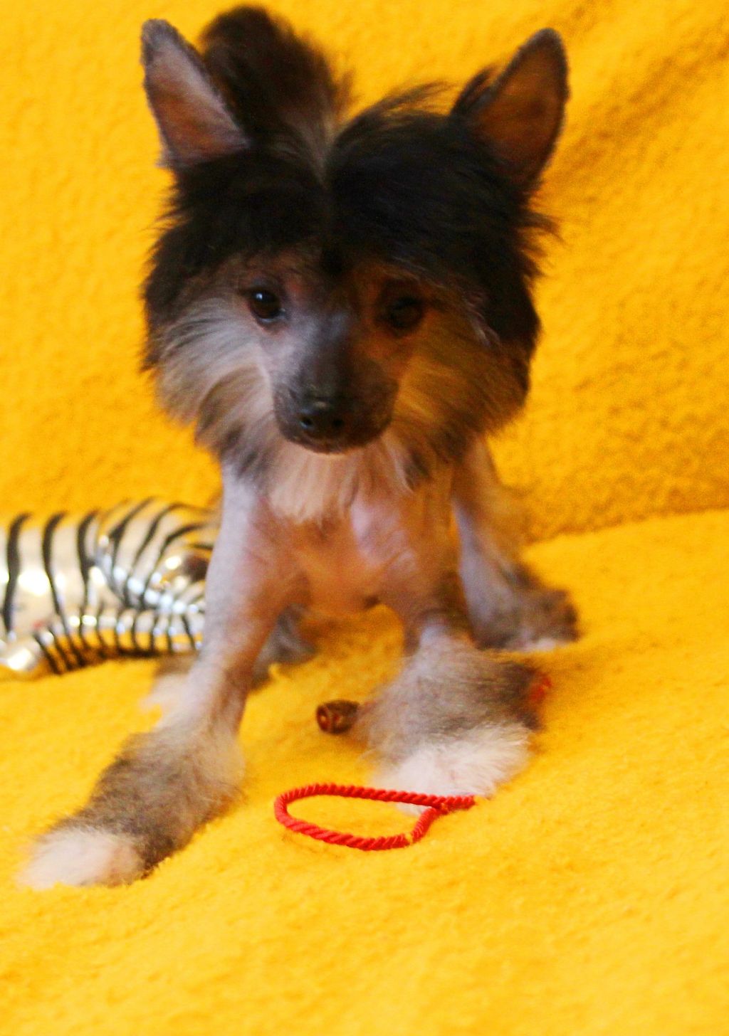 Leroy Top Boy Alluvial Gold