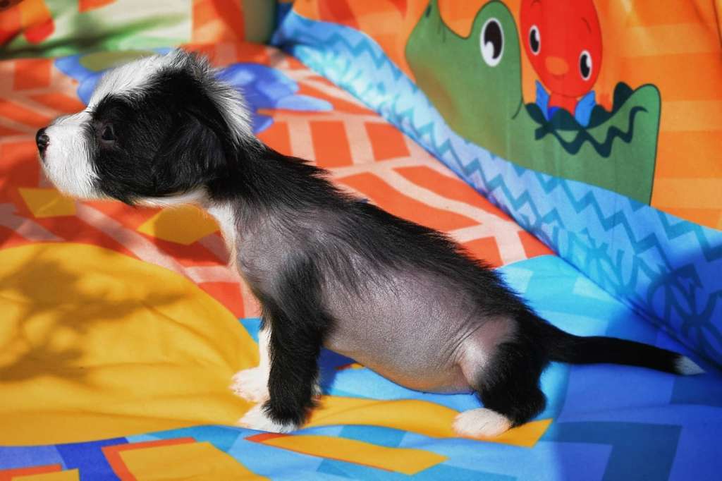 Esmeralda Black Onyx Dneprovskoe Solntse