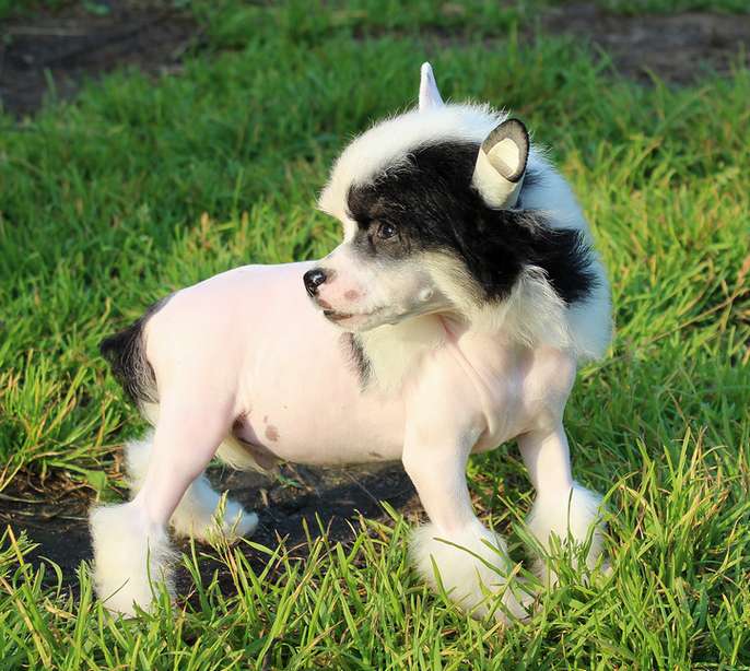 Angel O' Check Geltyi Tulpan