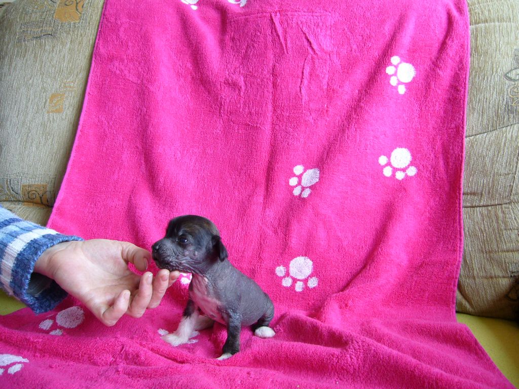 Blue-Moon od Jihlavské brány