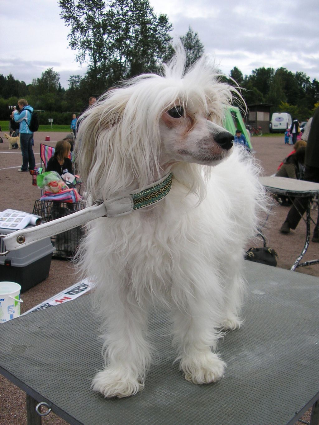 Sippelins Patch It Up