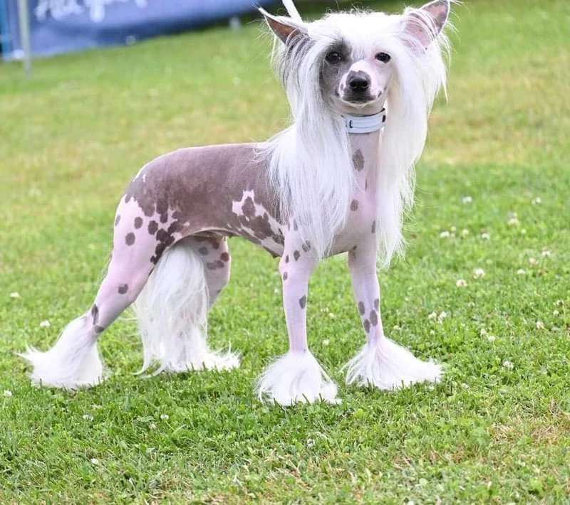 Valentina Of The Loving Dols