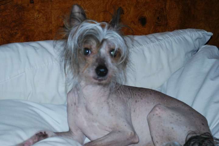 Willocrest Albert Einstein