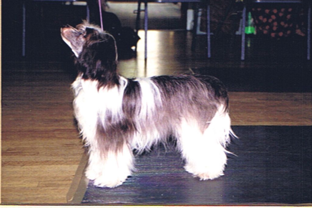 Movalian Miss Dynamite At Oolagha