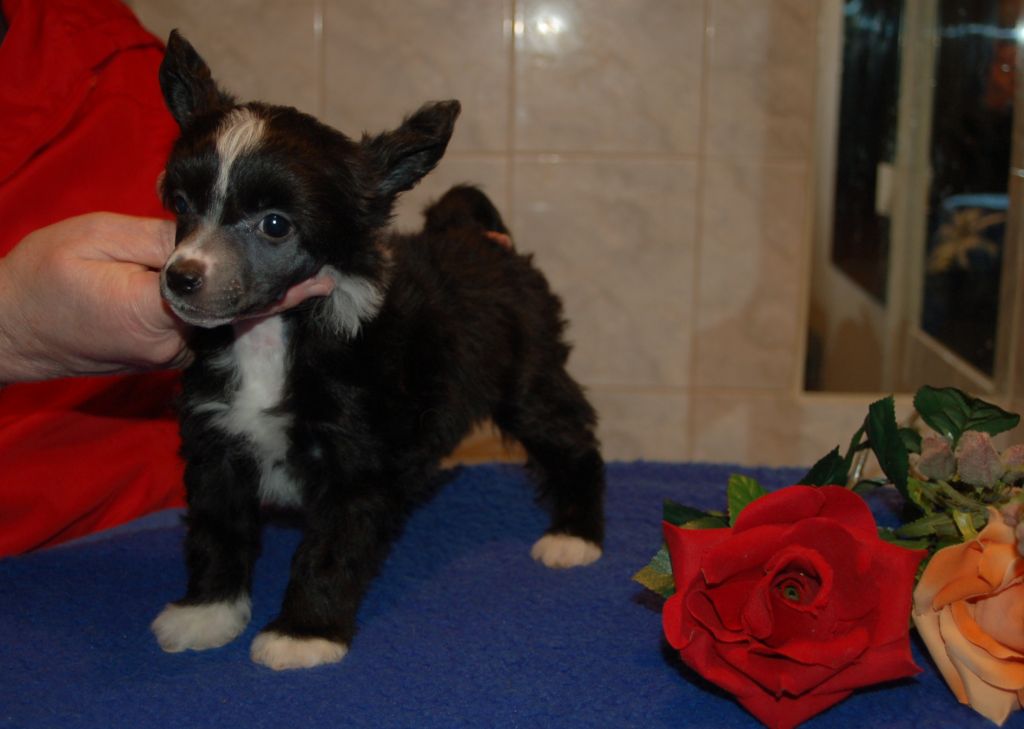 De La Mahafu's Let's Hold my Horses