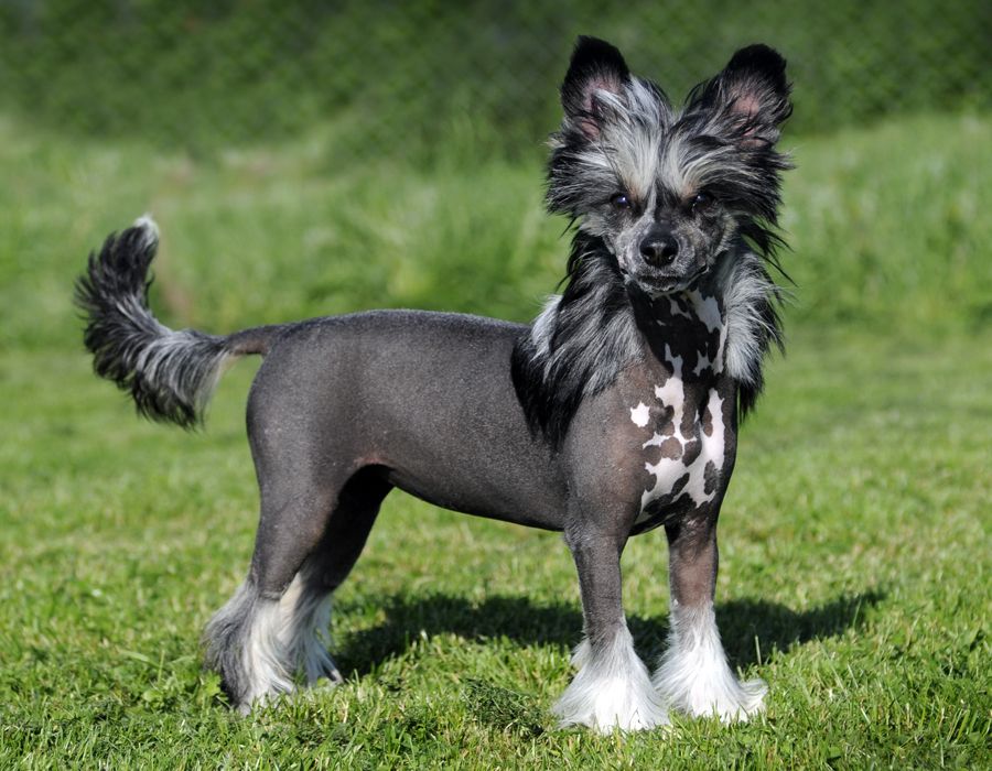 Xodix Chosen Magic Black Sunrise