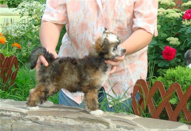 Vlastelina Serdets ot Volnogo Psa