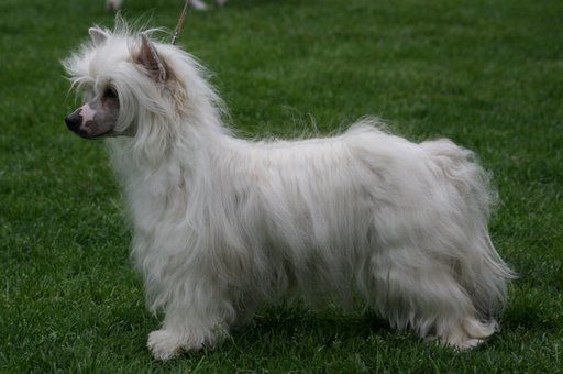 Candy Queen's Perfect Pearl