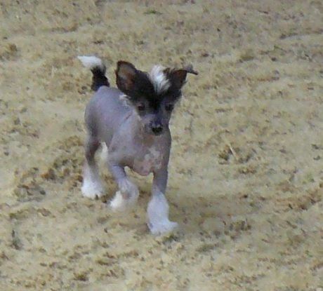 Invitation Top Model De Rama