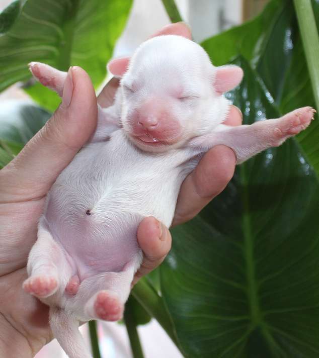 Angel O'Check Vesna.