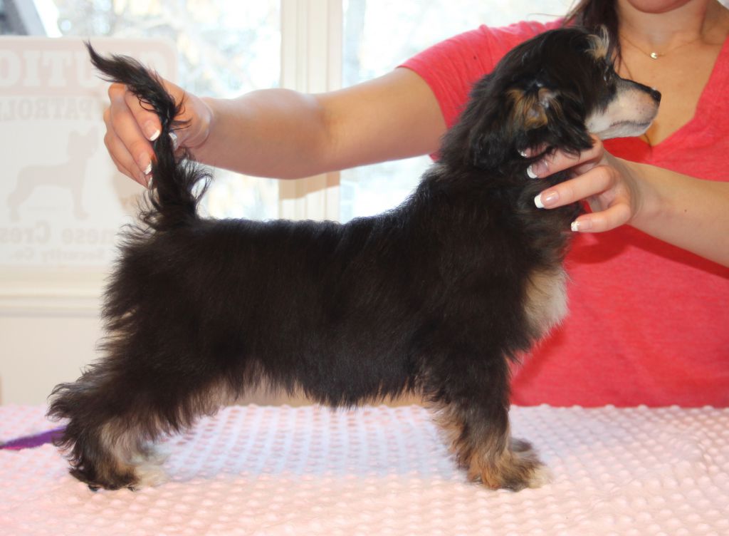 Taja Good Golly its Lolly