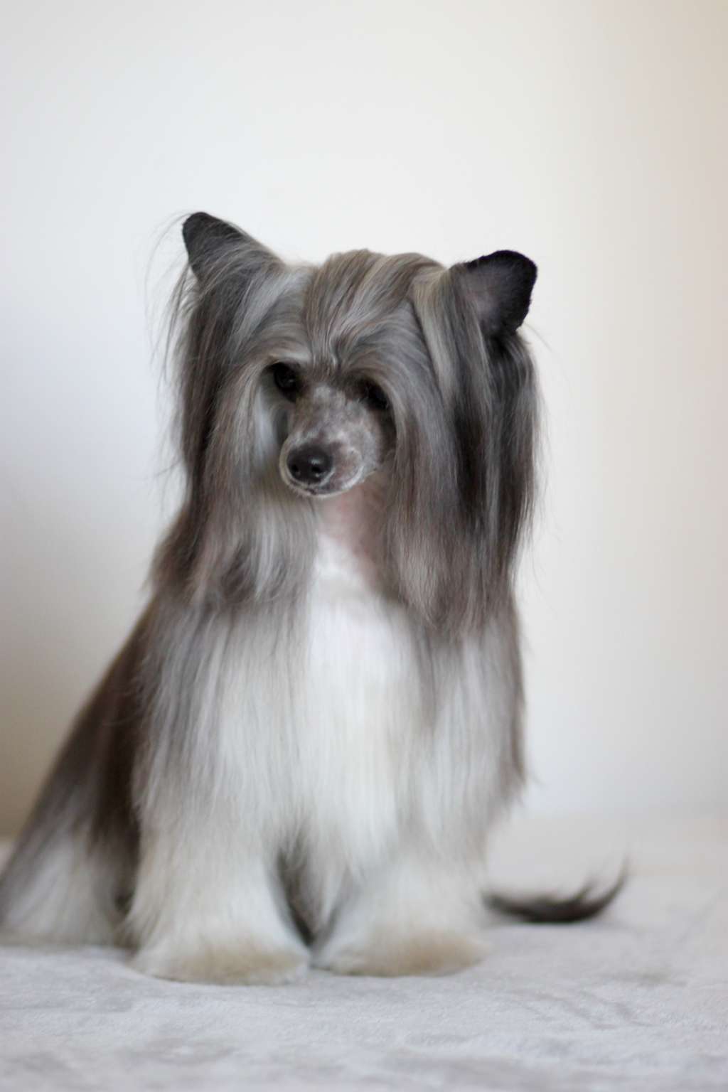 Finezja Pocalunku Pretensja