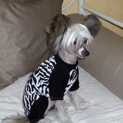 Crested Starz Aragon