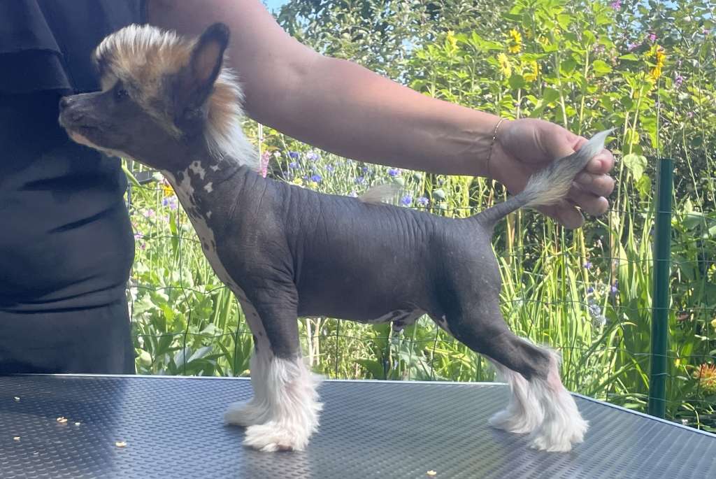 Nomilas Qopper Coral