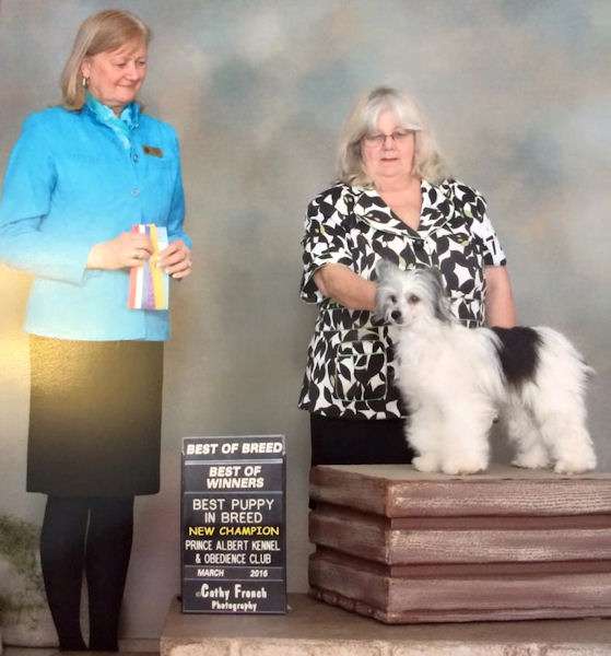 Can CH WillowGlyn Prairiemist Lily