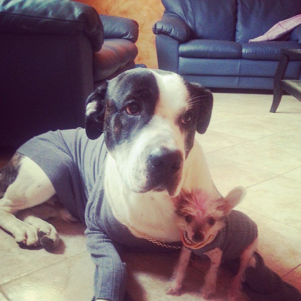 Beruthiel Figlia Incollerita For Merry's