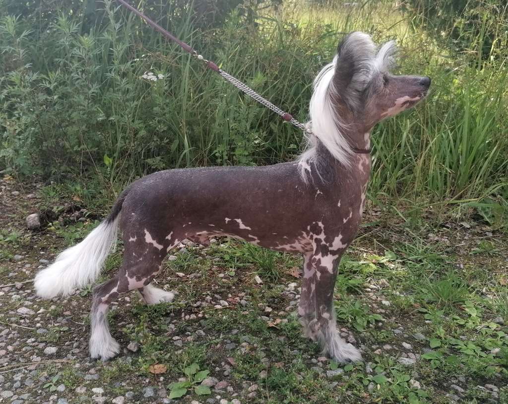 Stormblåstens Legend Of The Kelpie
