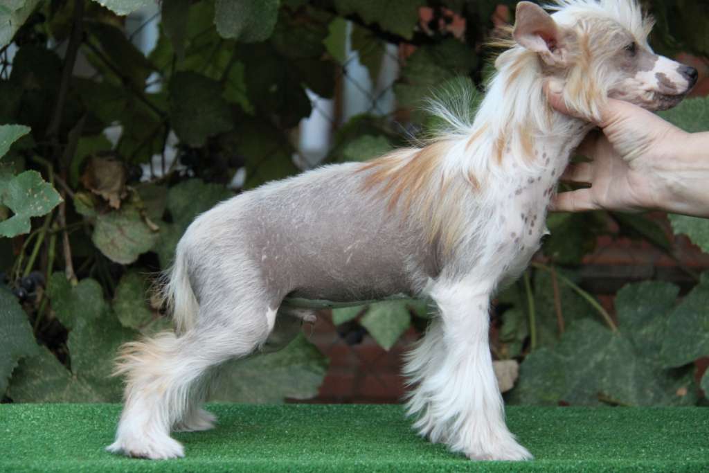 Zheneva-Debjut FAVORIT