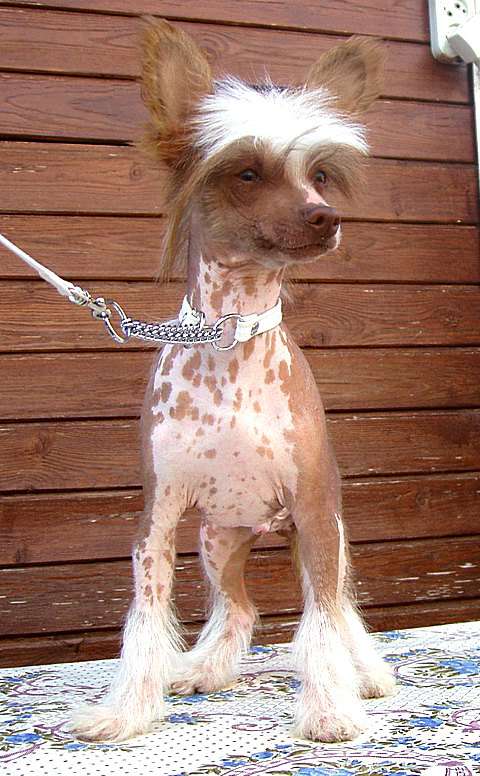 Perl Magic Stardust Centurion