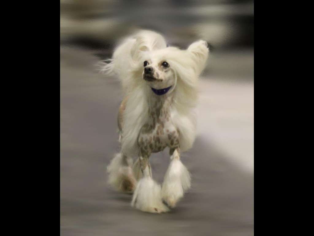 Bpis , Ckc, Cfc Elite Ch Gliding On The Clouds N'c