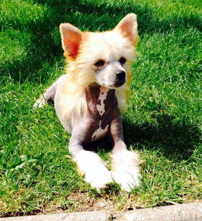 Precious Pearl Sealsa