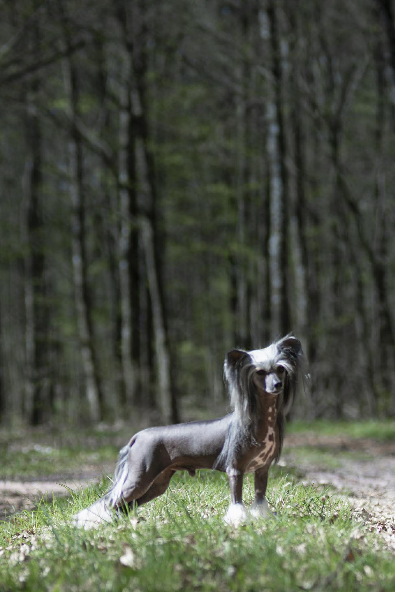 Sire