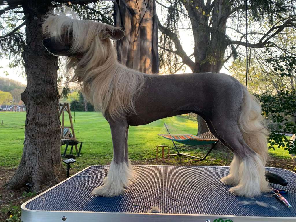 CH. EverCrest's Reckless Love