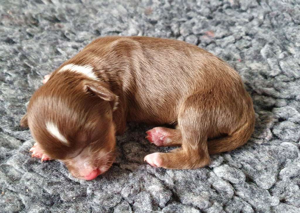 Windy Willow's Mai Ritoru Ponii