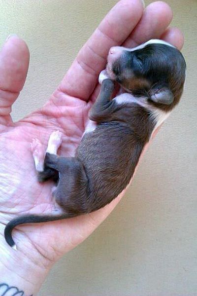 My Tiny Treasure Cookie Monster