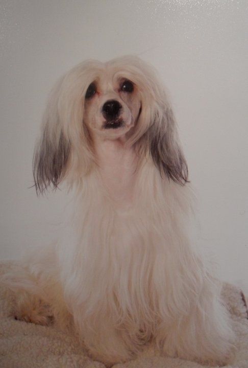 MhaLhi's Frosted Star