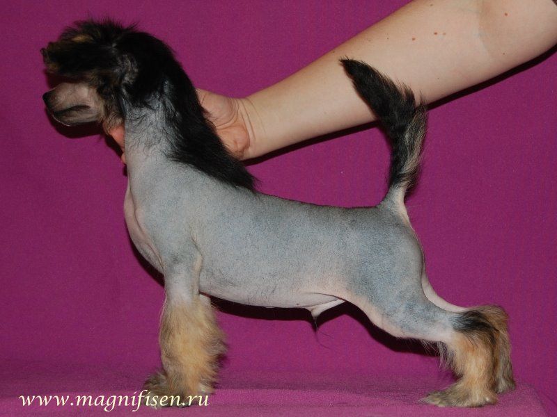 True Magnifisen Remark