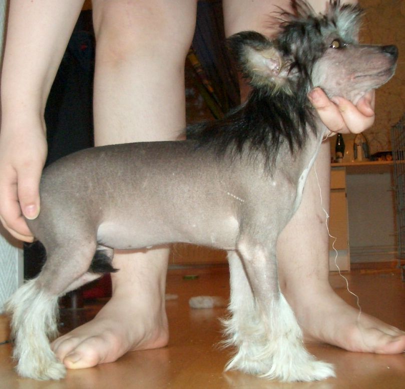 Candy Queen's Shades of Shafali