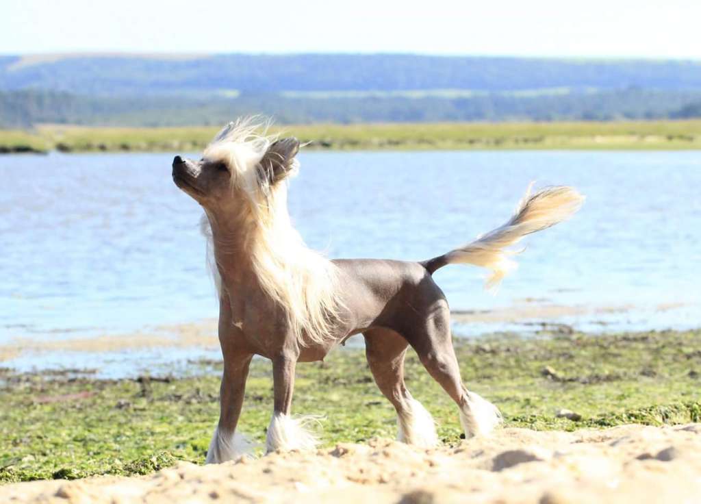 Happy Dancing Chapeau Dancer