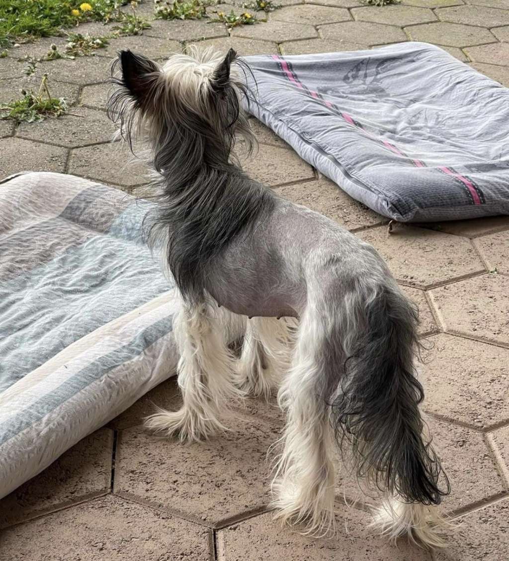 Ebony Linn To Be My Dream