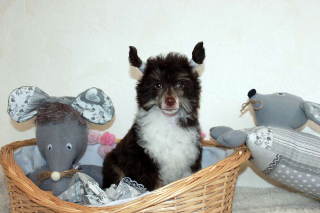 Yaroslav Triumphant iz Clana Timurlana