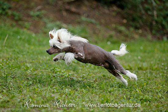 Natasza  z  Gangu Lysych