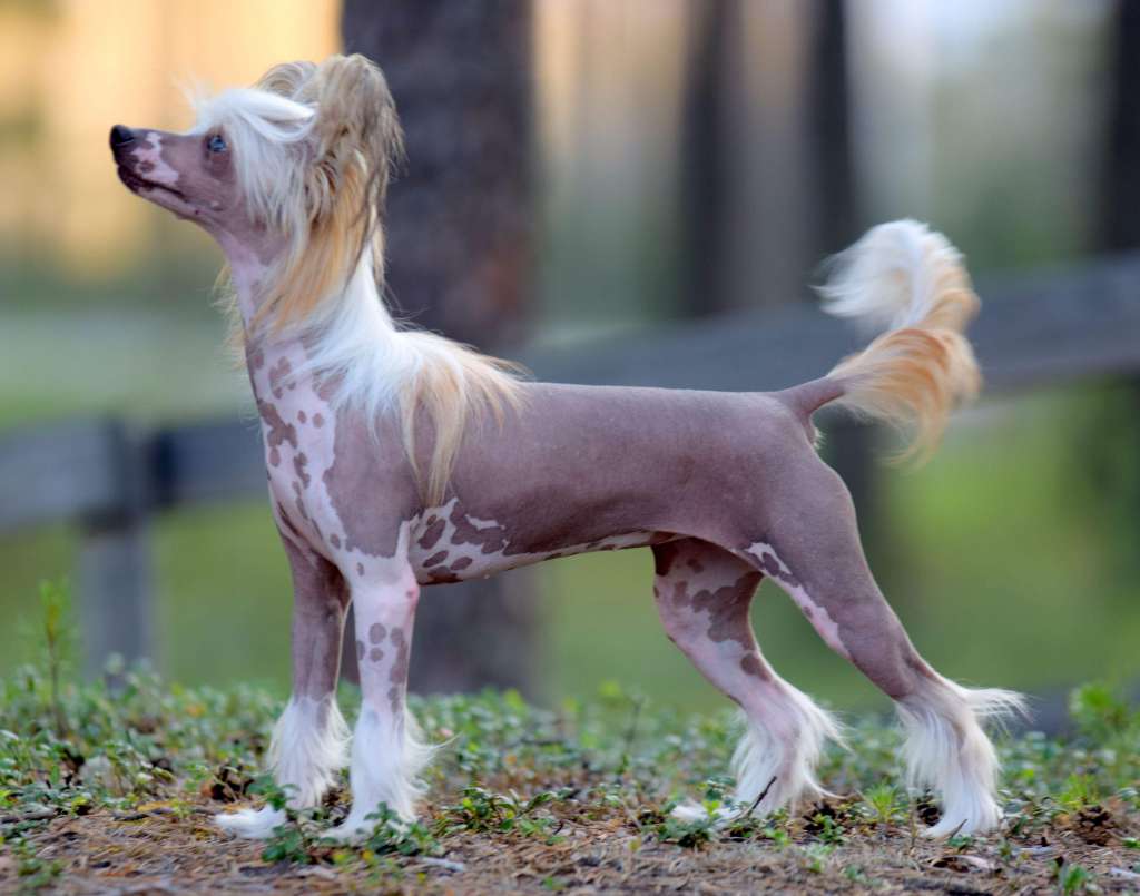 Artic Flyer's Song of Ice and Fire