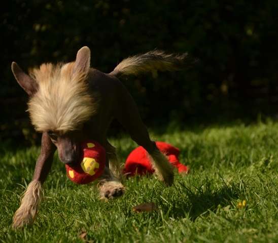 Golden Diamond Cresteds Sea Bird