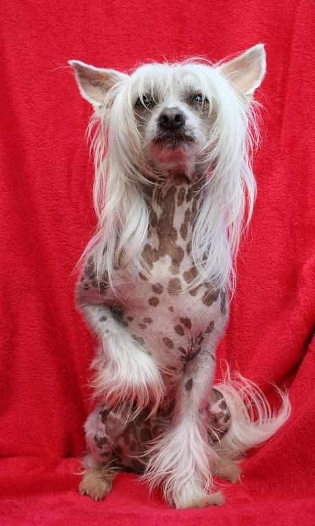 First Love von Shinbashi