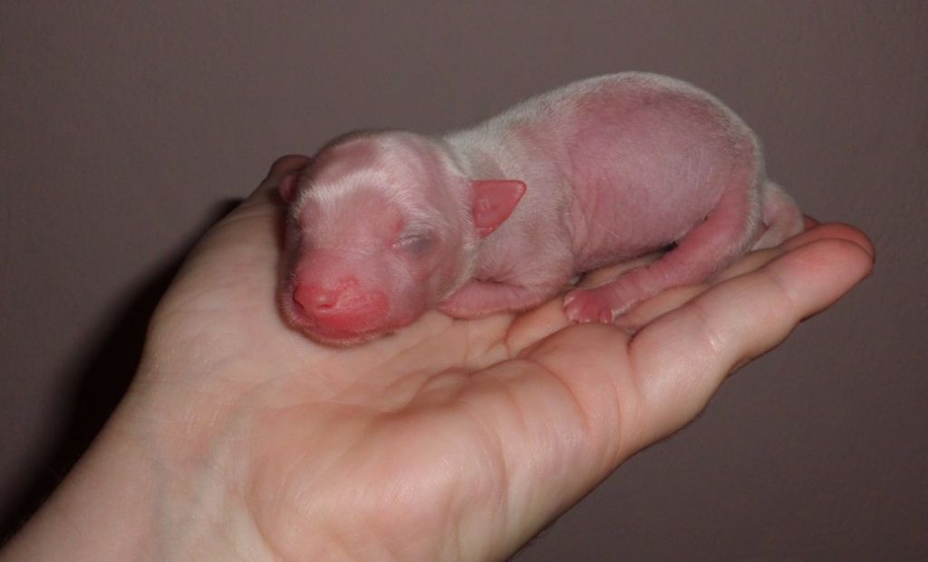 Serenade de L'Essence de Mon Tout