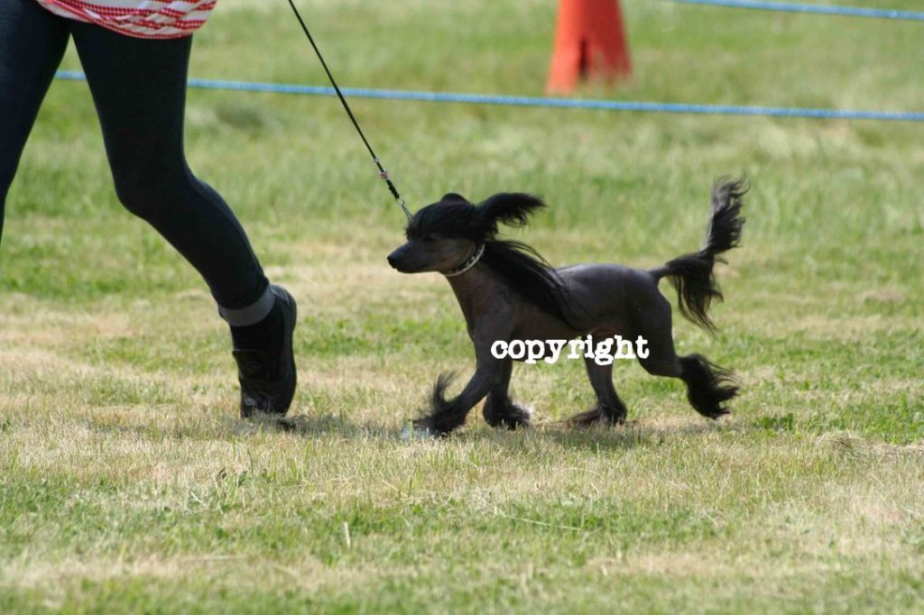 saxomi night sparkler of spiritcrest