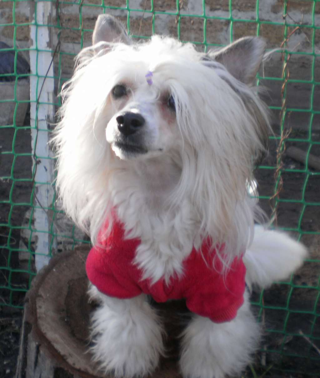 Moris Diamond Hope  Dolce Dea Apriori