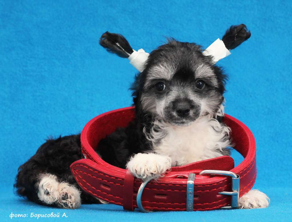 Lux Star Zorly Chan Hay