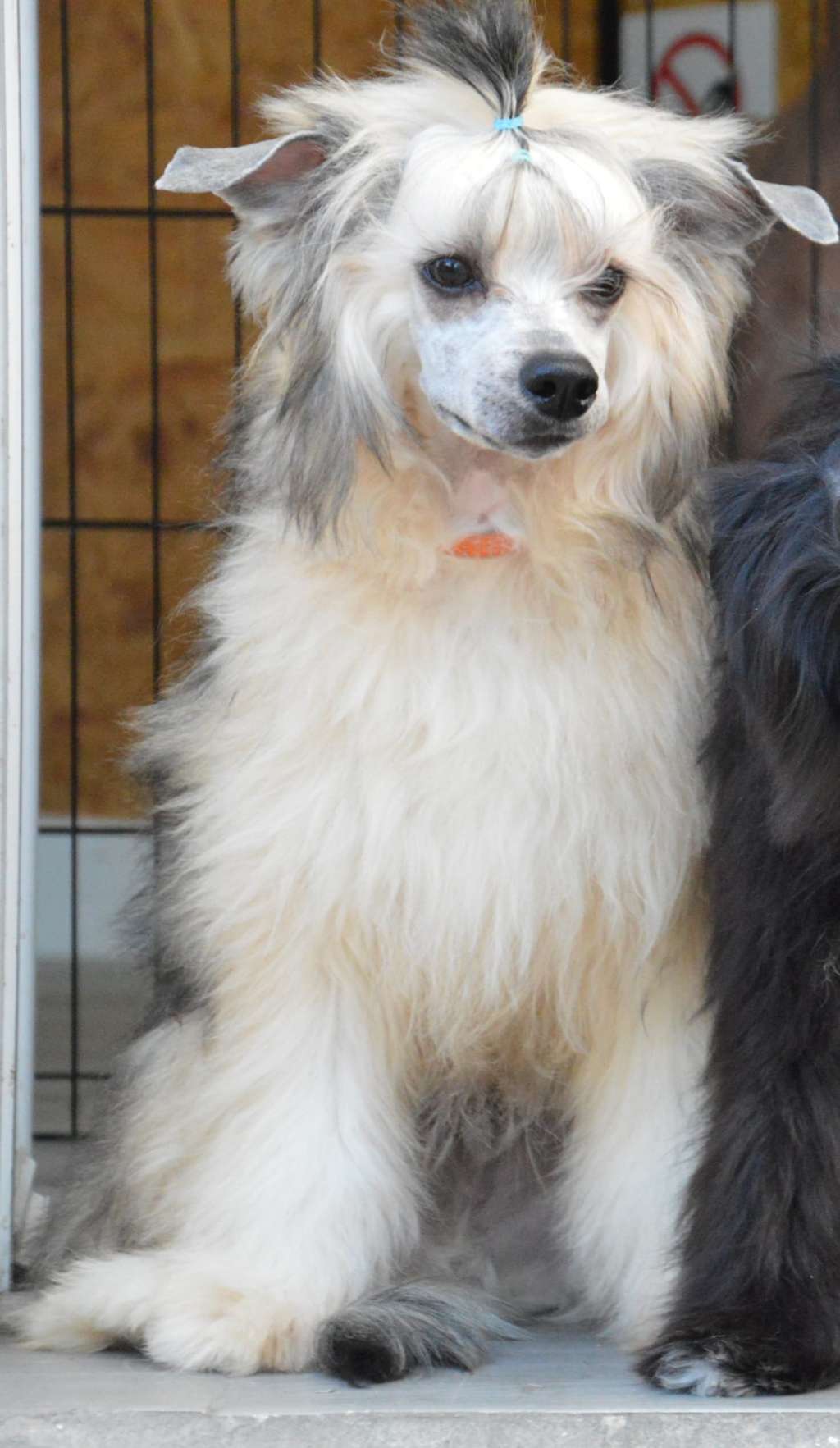 Daniel Versace de Lybóriu's Legacy