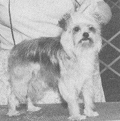 Cedarwood Lisa Lee Of Mordor