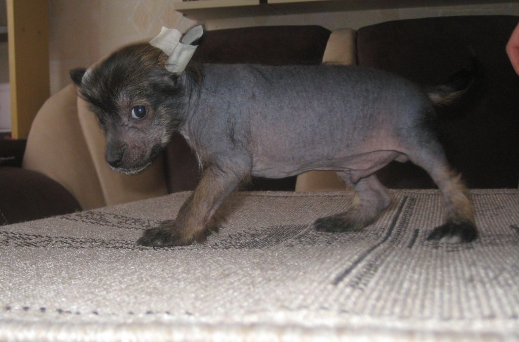 Lus'en Eloks Prometey