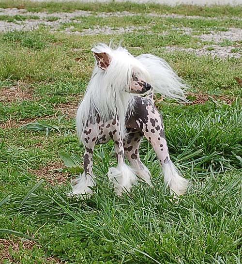 Silver Bluff Cant Fight The Moonlight