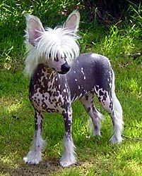 Oriental Jokes Viva La Vida Loca