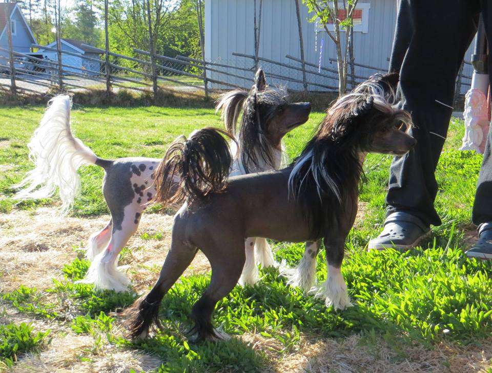 Proud Pony Oh My God